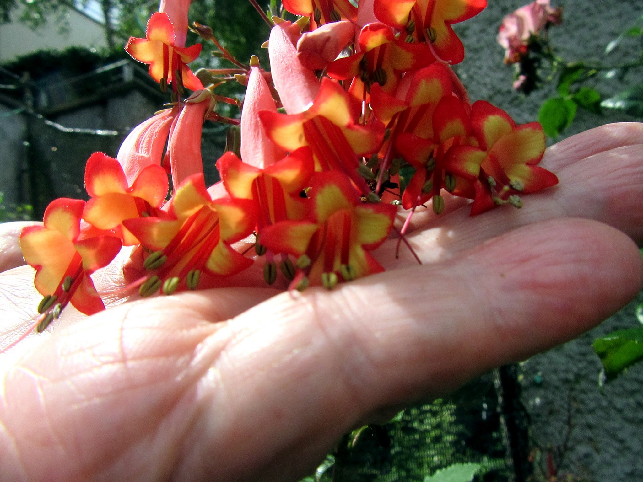 2017-07-05_13.42.50.jpg