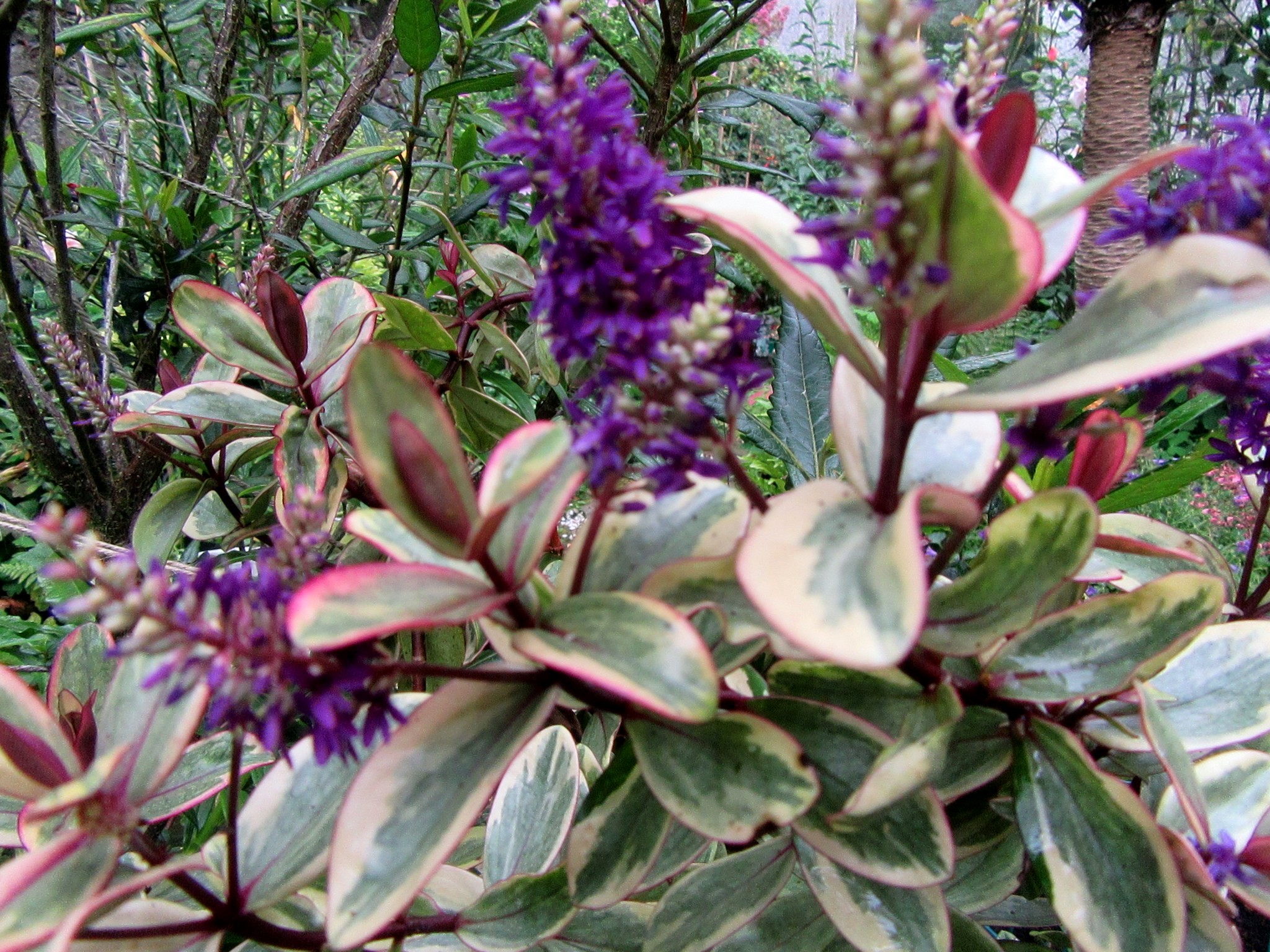 2017-07-07_11.10.51.jpg