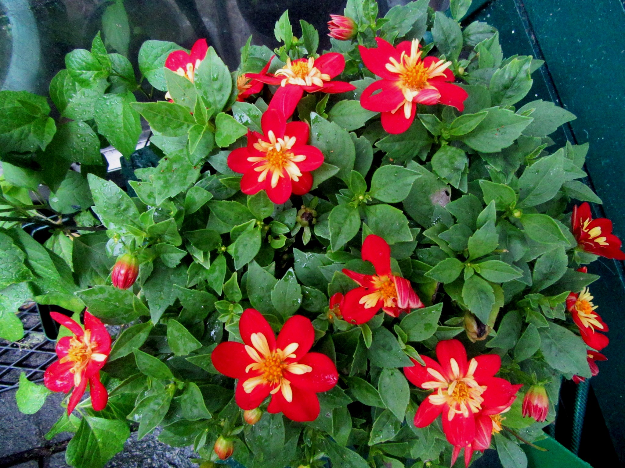2017-07-21_16.45.40.jpg