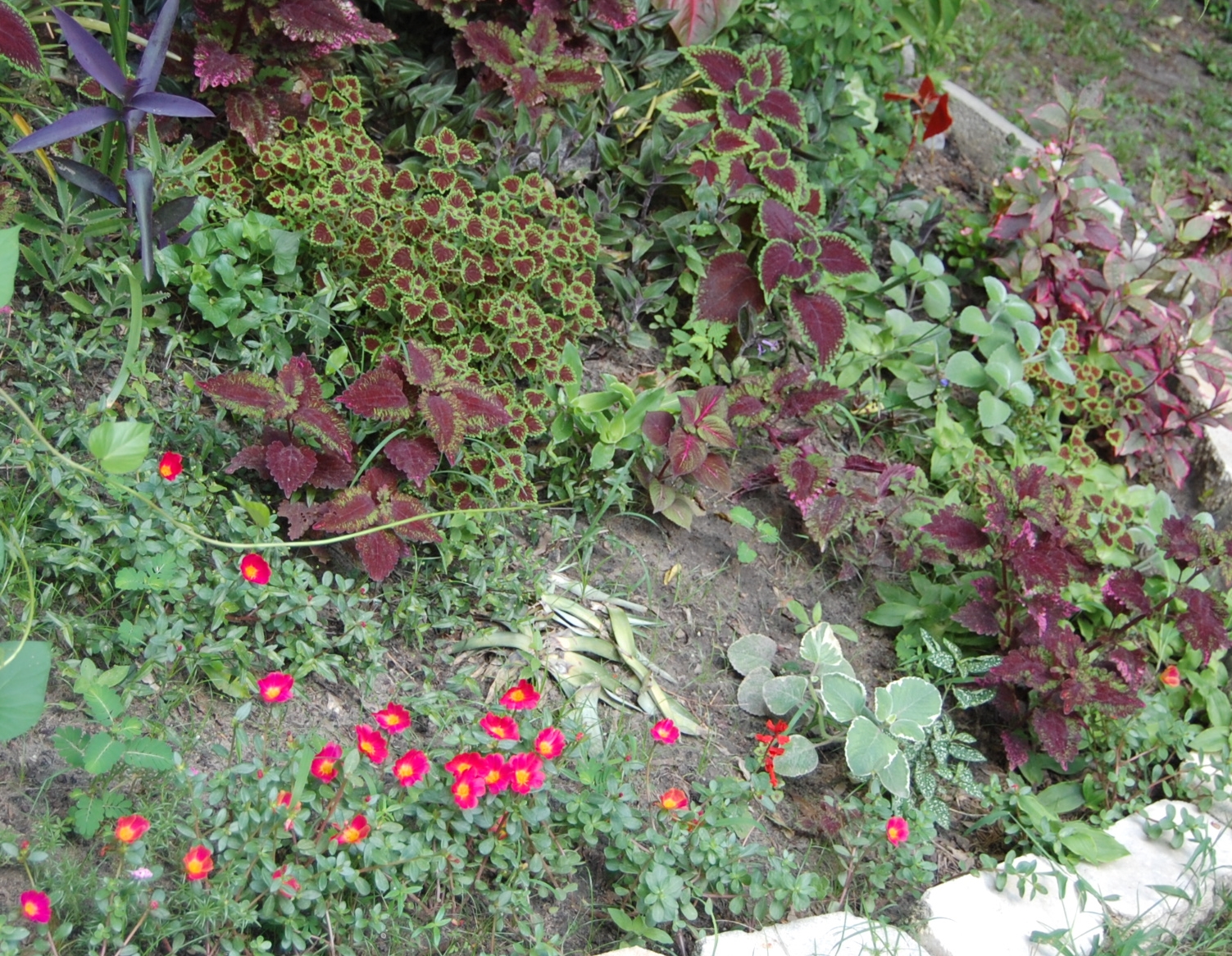 2017-07-22 008.JPG