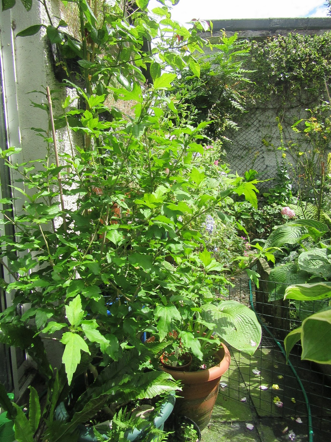 2017-07-25_13.16.01.jpg