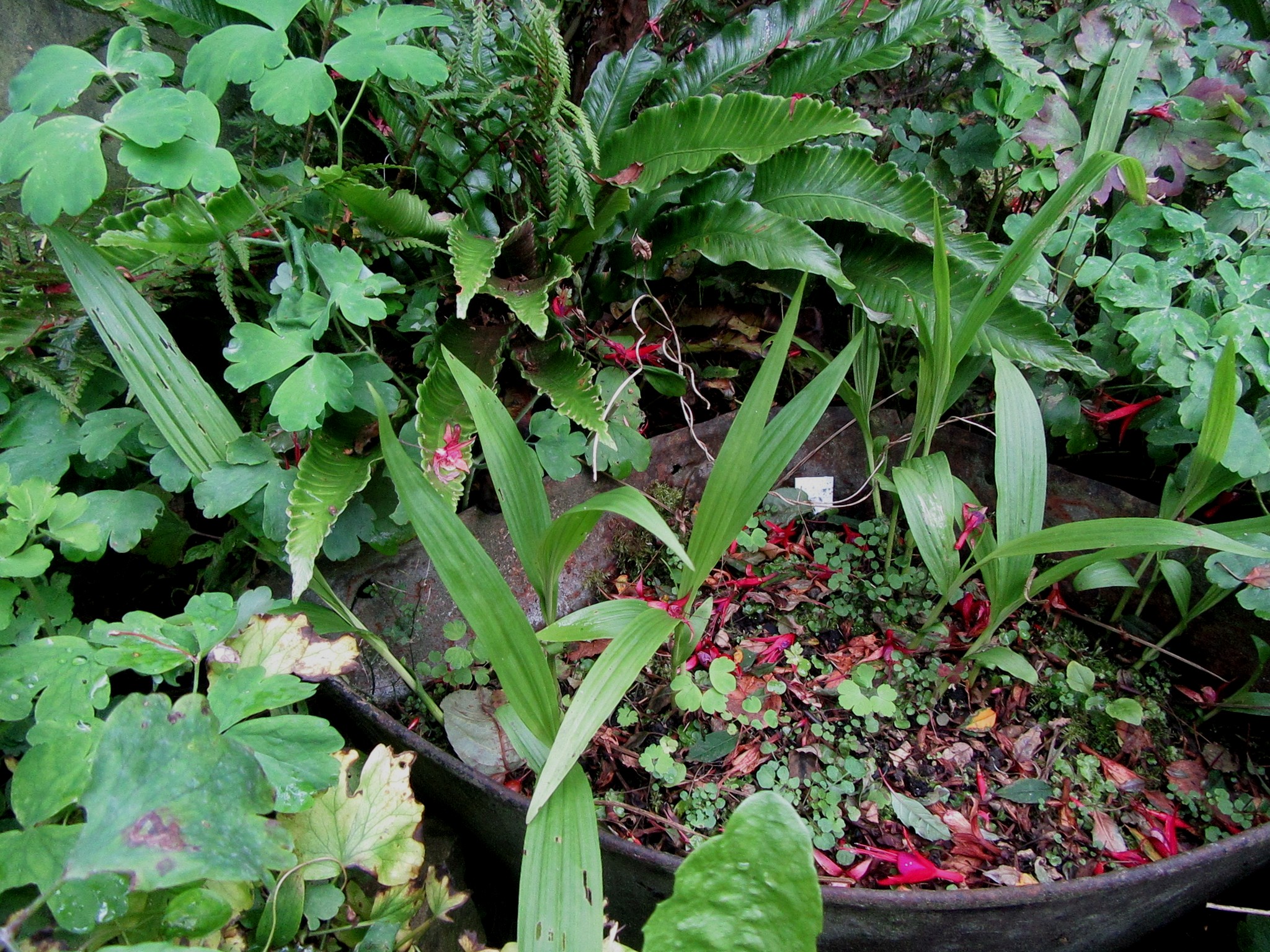 2017-08-07_12.46.04.jpg