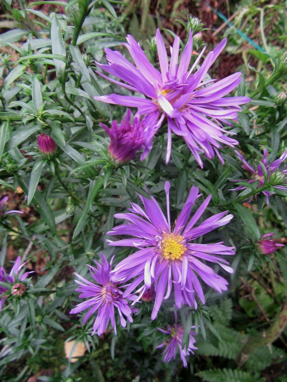 2017-09-23_13.52.29.jpg