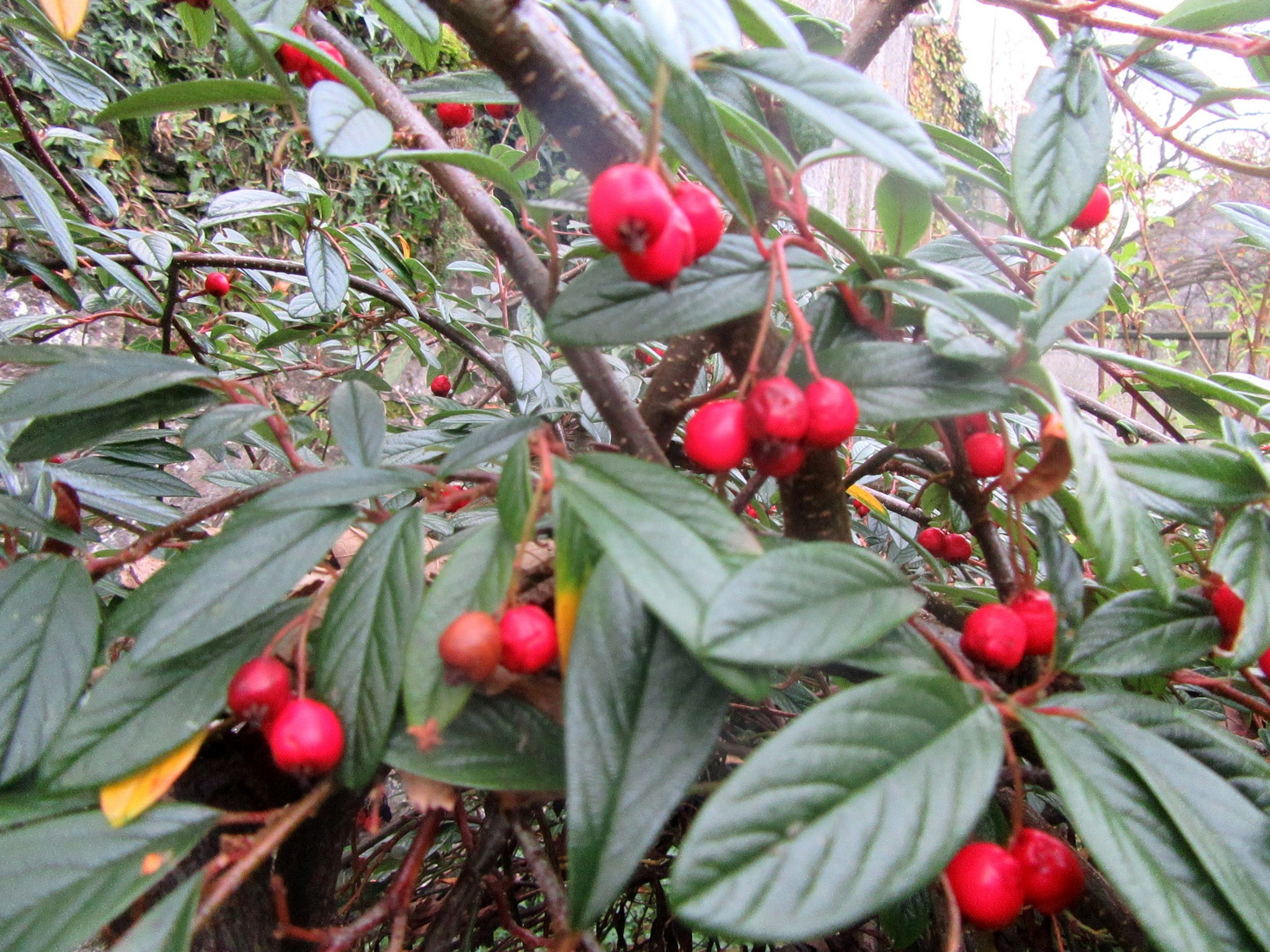 2017-12-01_15.21.56.jpg