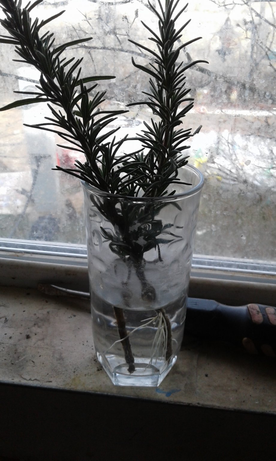 20170303_152856.jpg
