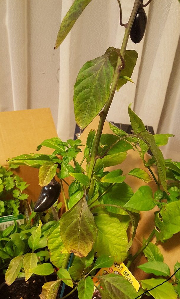 20170309_201022.jpg