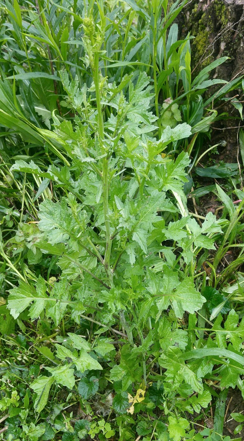 20170504_183115-1.jpg