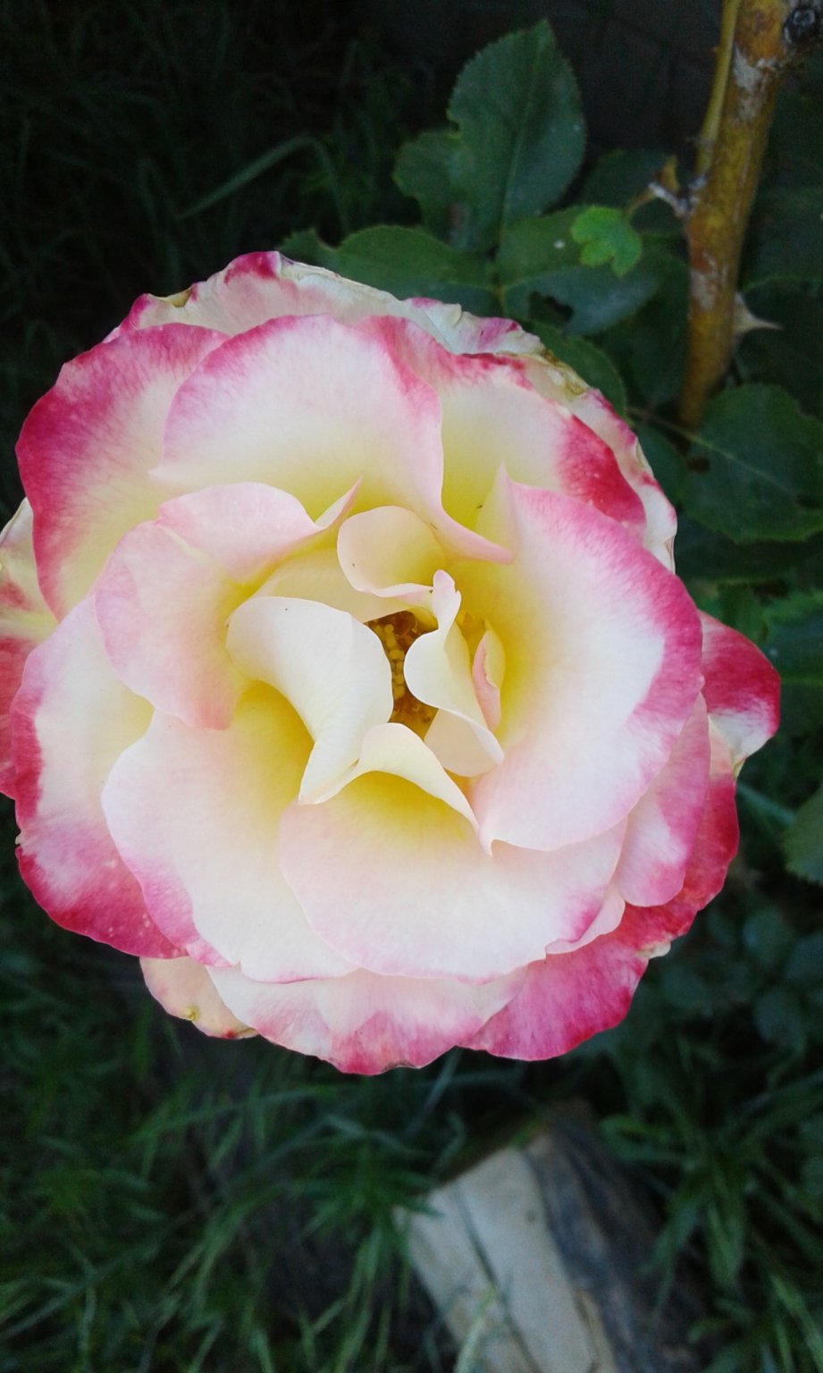 20170527_141729.jpg
