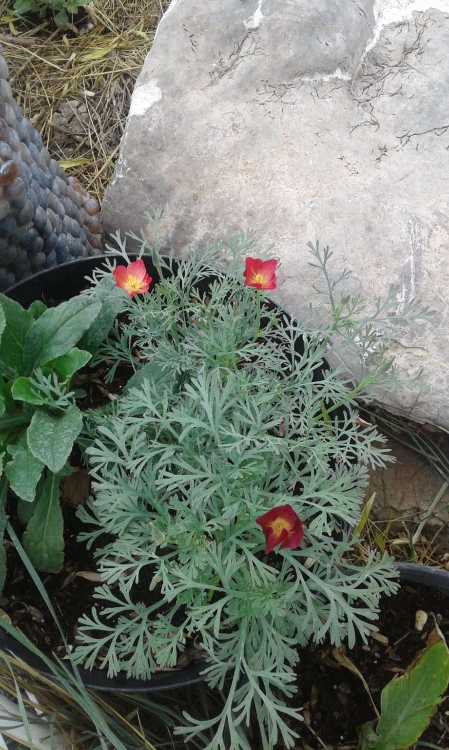 20170602_142234.jpg