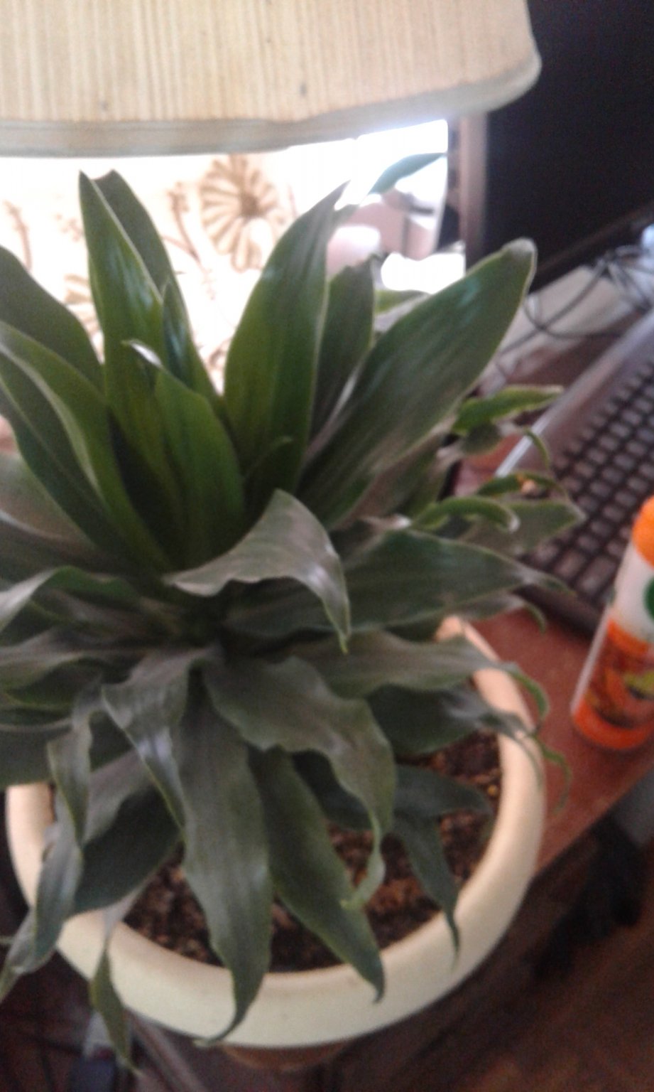 20170603_125502.jpg