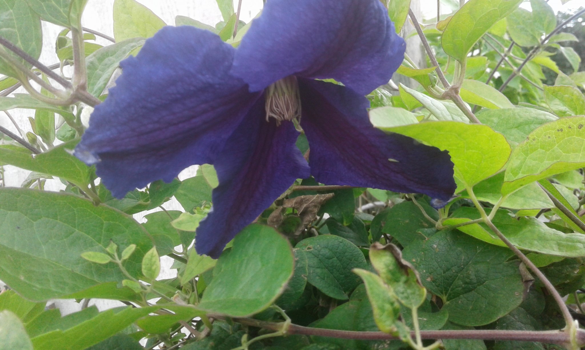 20170604_151132.jpg