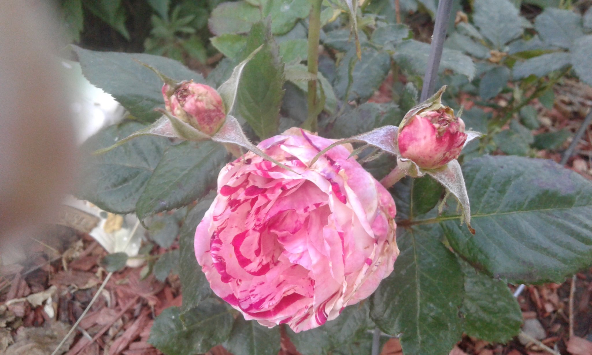 20170604_194721.jpg