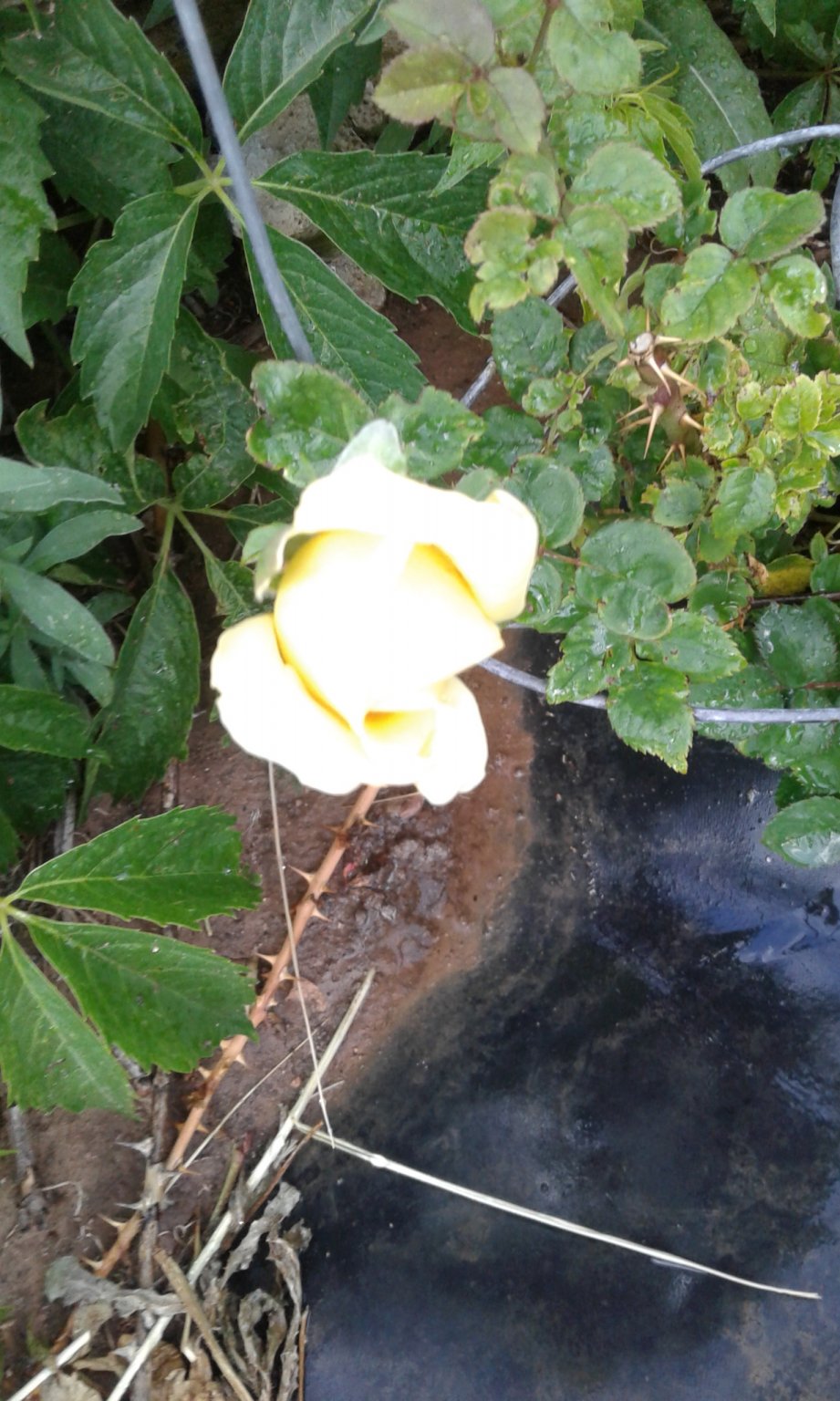 20170605_191319.jpg