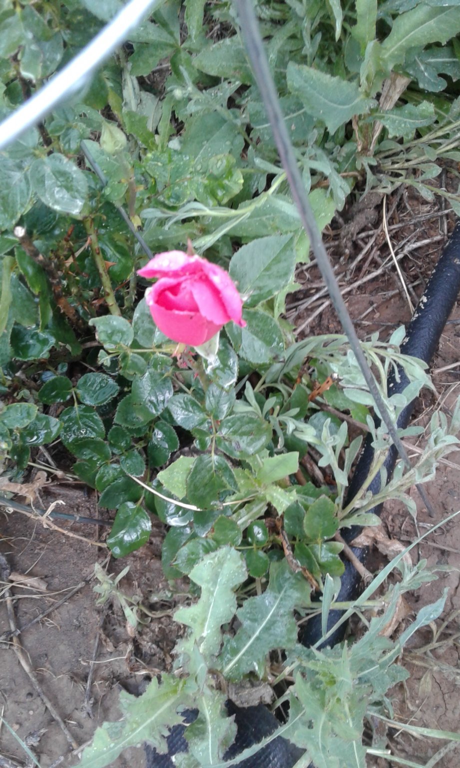20170605_191341.jpg