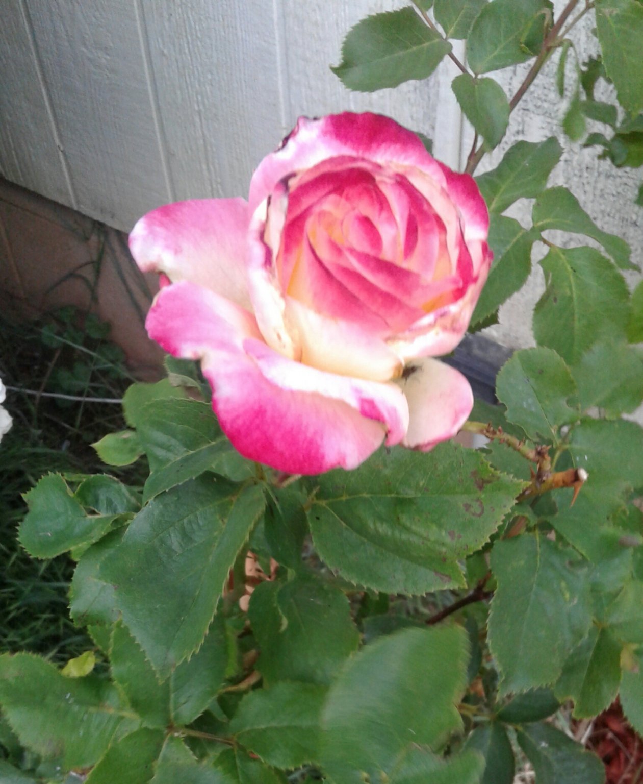 20170605_193810.jpg