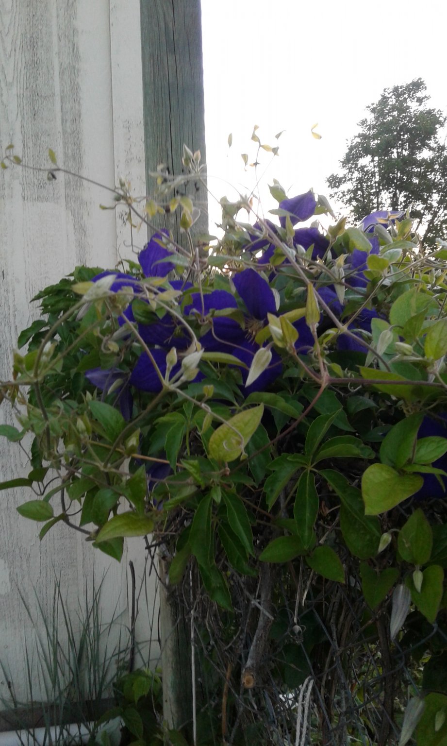 20170611_201532.jpg