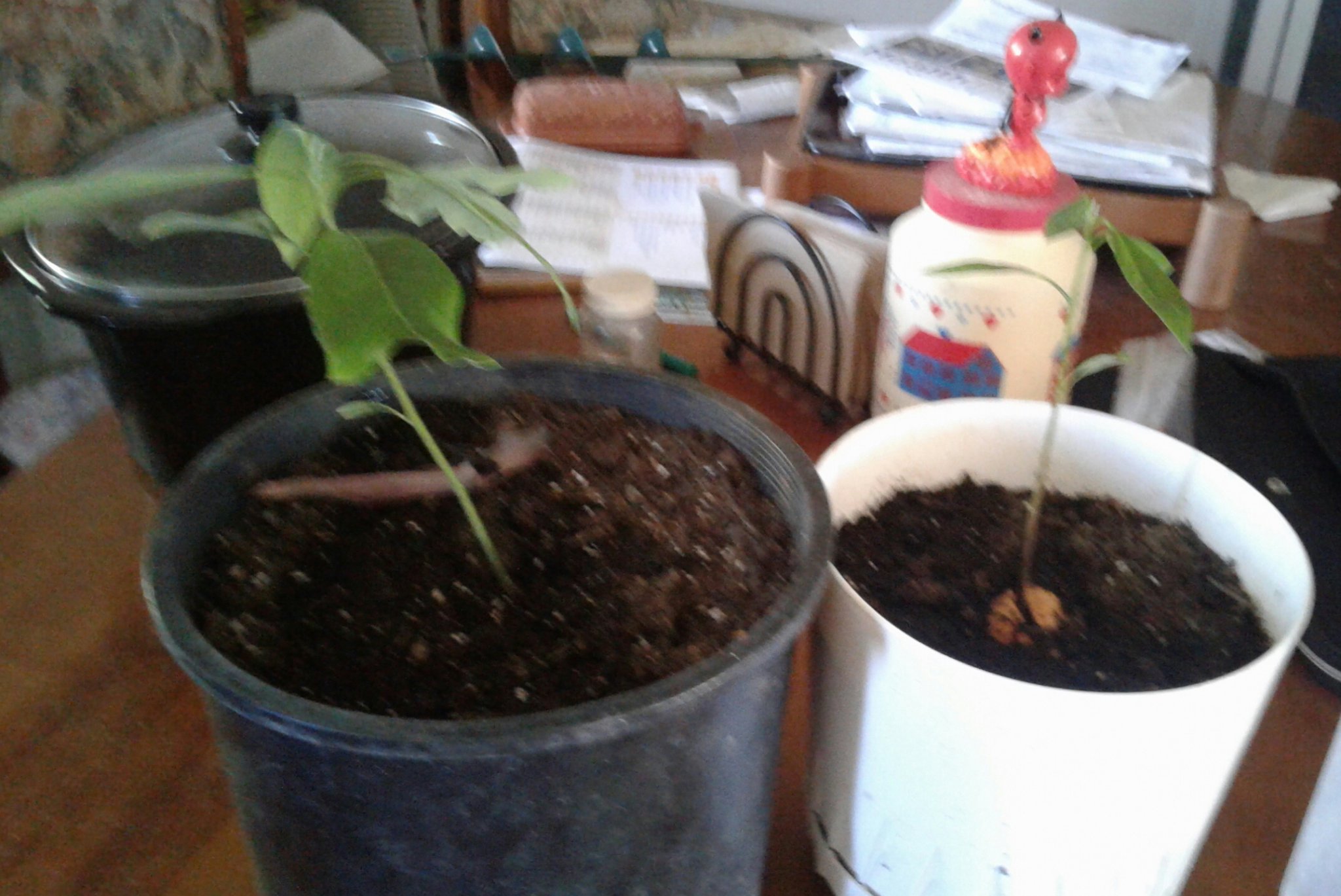 20170613_144623.jpg