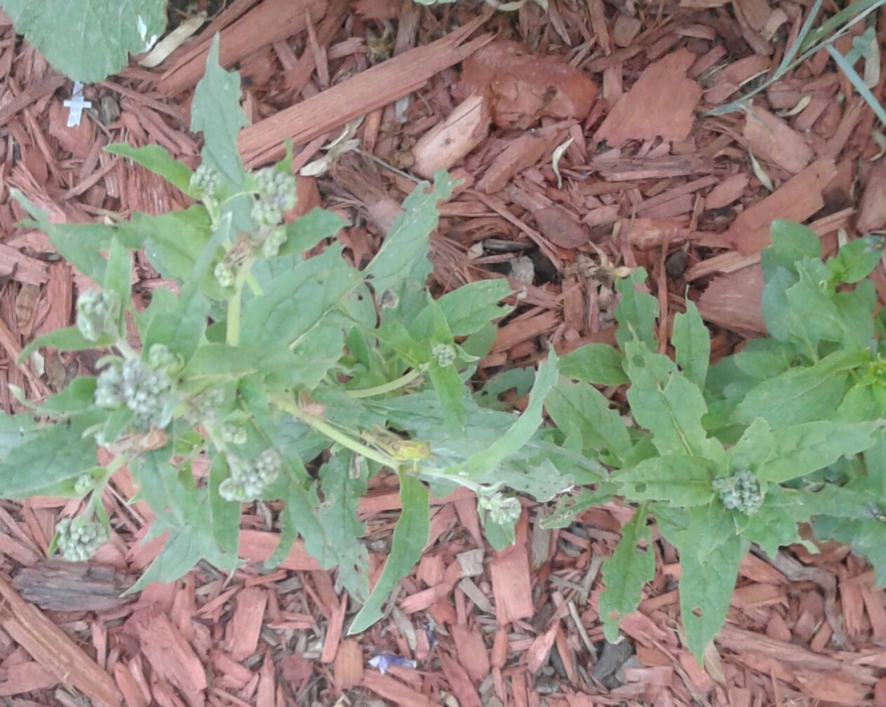 20170703_164618.jpg