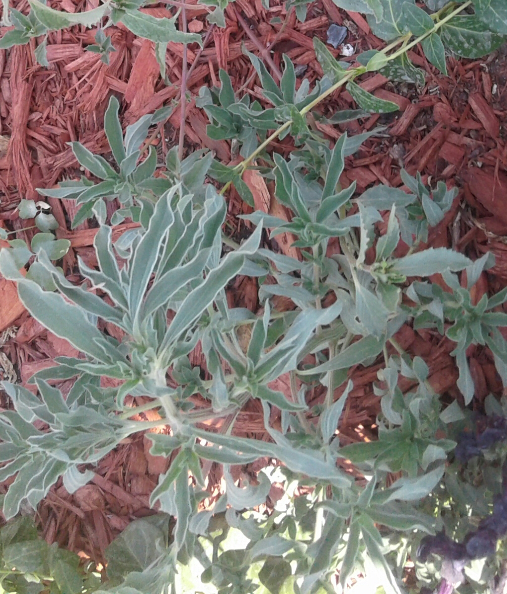 20170703_165120.jpg