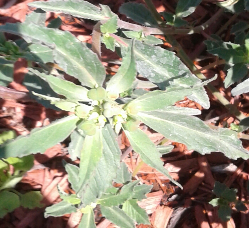 20170709_114252.jpg