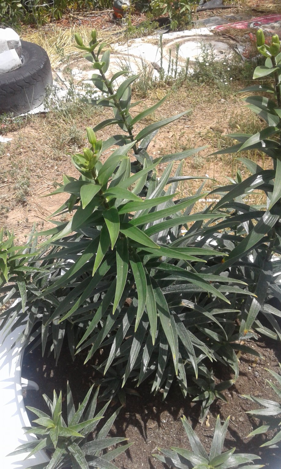 20170716_135245.jpg