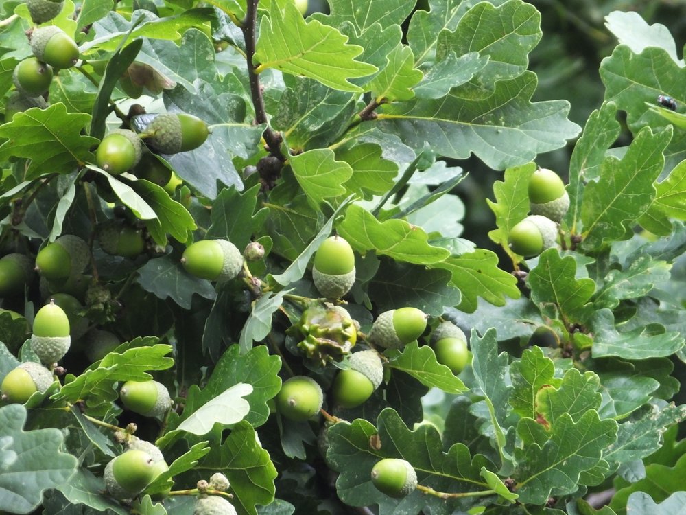 20170811 Acorns galore-001.JPG