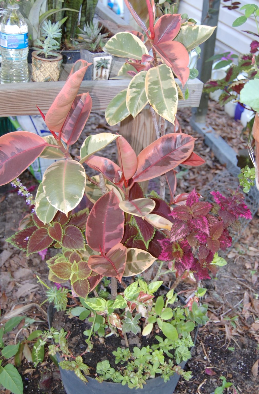 2018-06-07 027.JPG