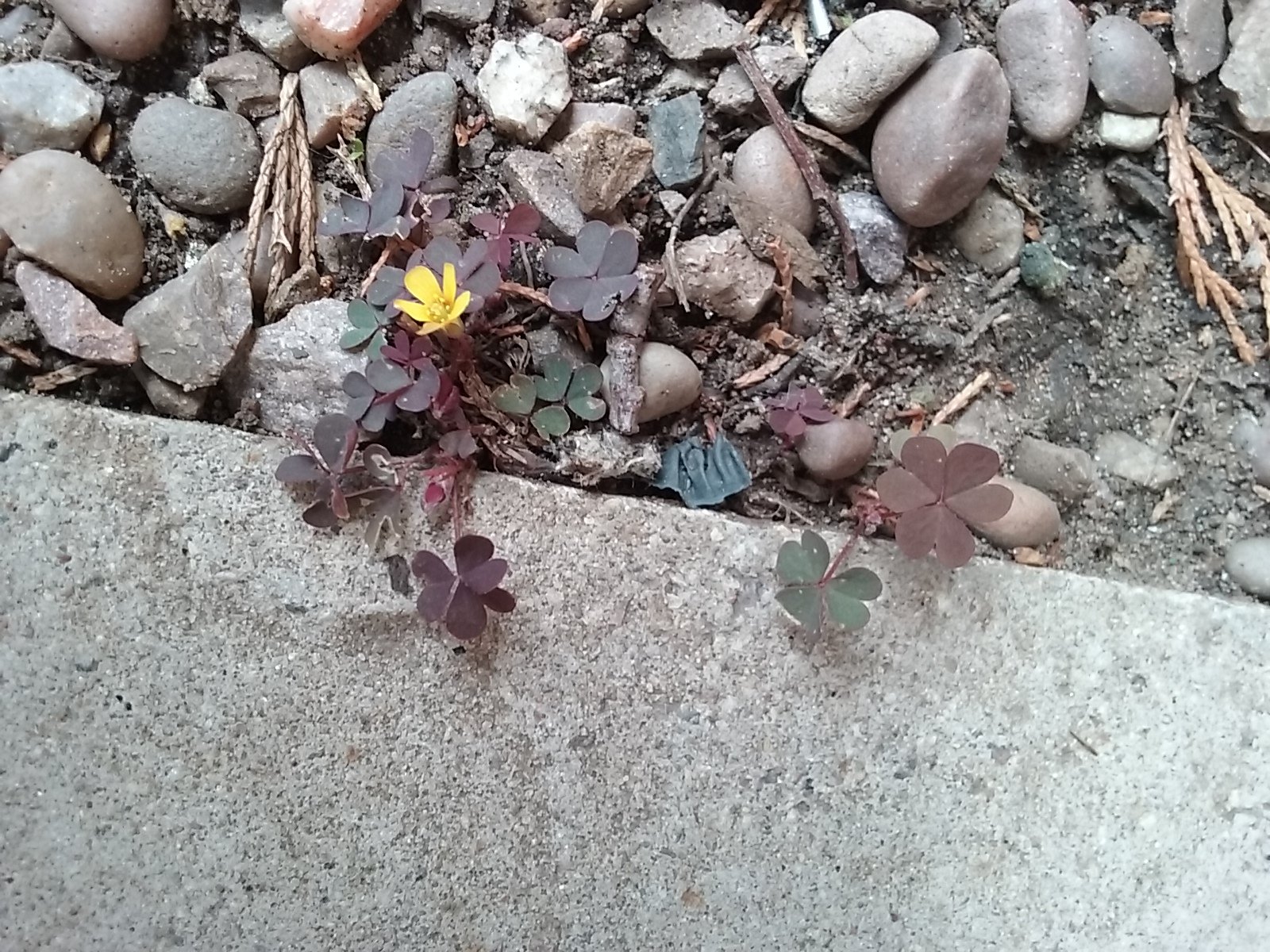 20180531_142852.jpg