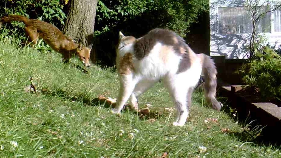 20180619 Cat not afraid of foxs.jpg