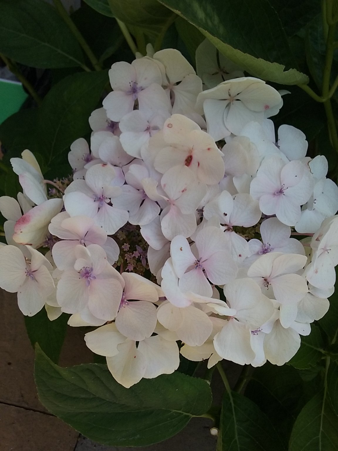 20180804_154308.jpg