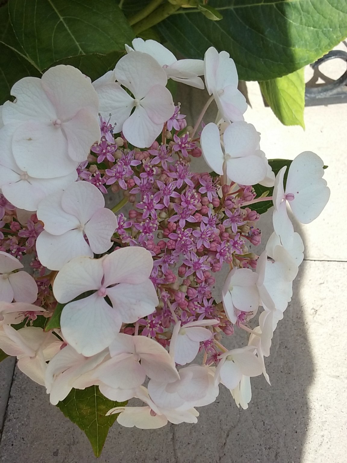 20180804_154344.jpg