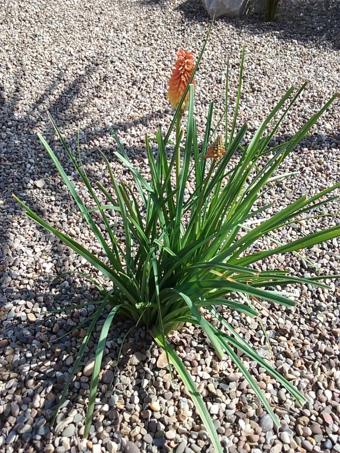 20180804_154737.jpg
