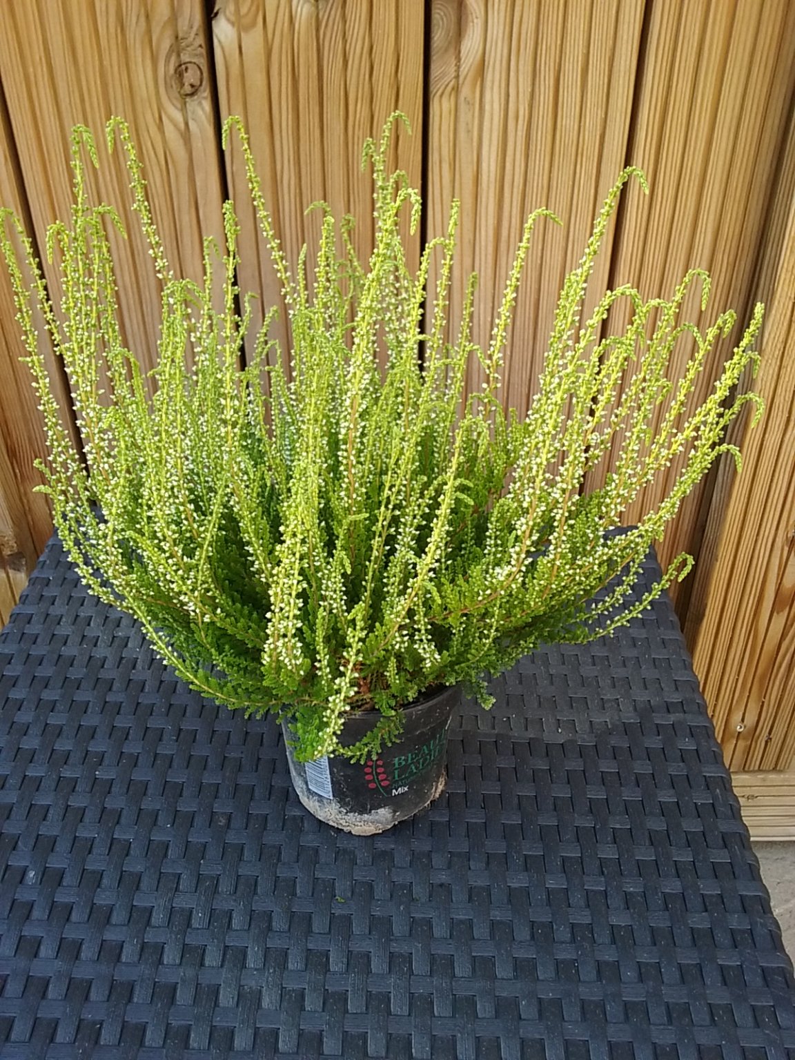 20180808_171228.jpg