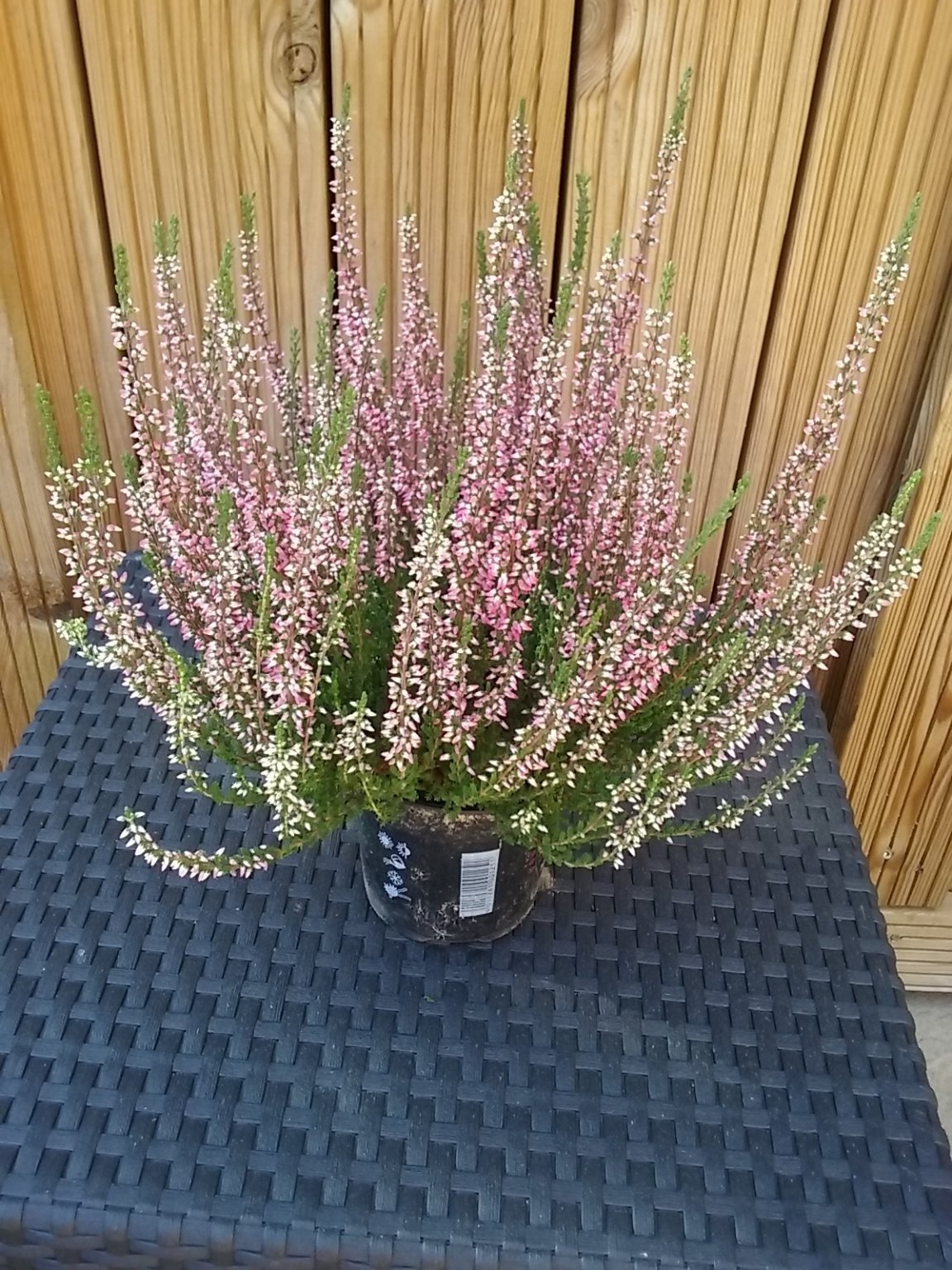 20180808_171325.jpg