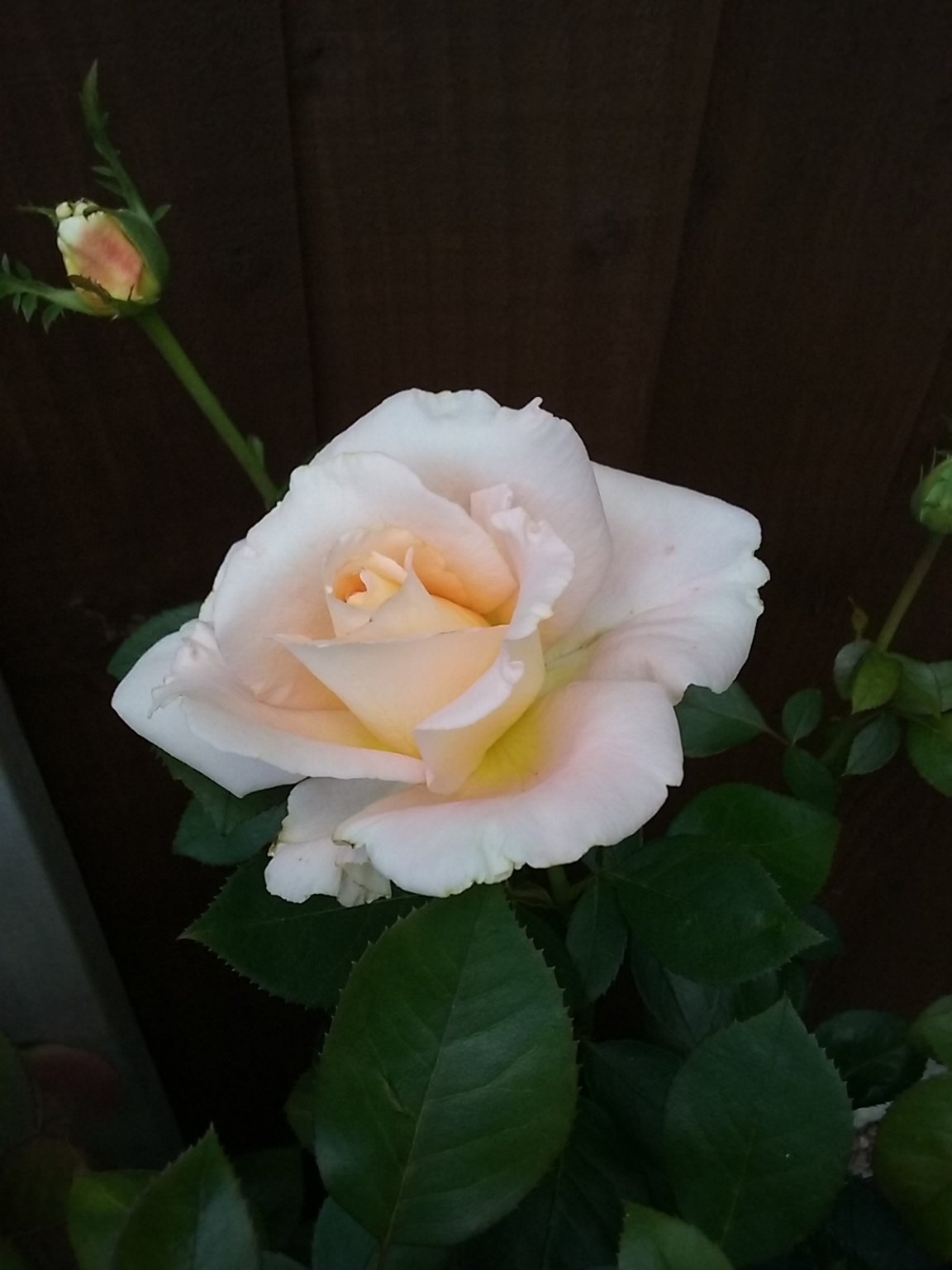 20180814_185926.jpg