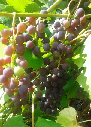 20180901_133051.jpg