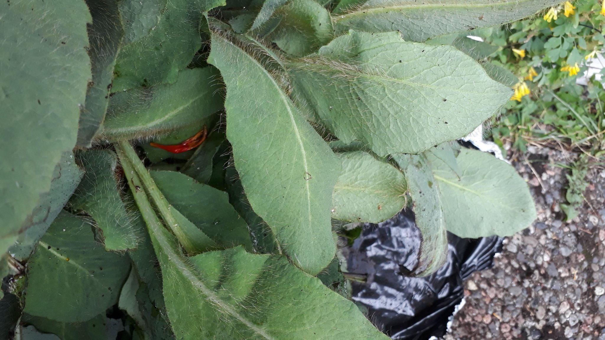 20180904_125239.jpg