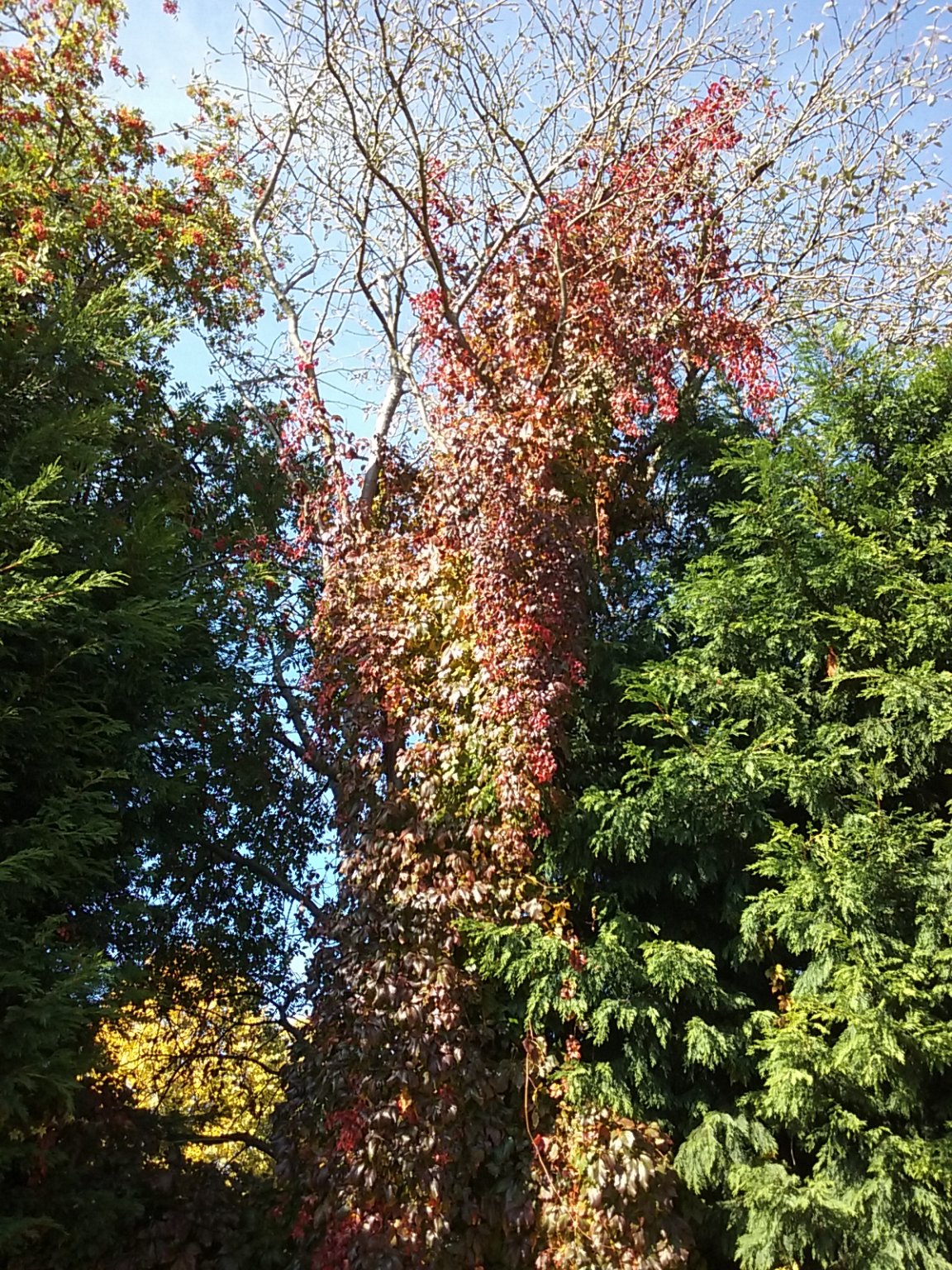 20180929_142952.jpg