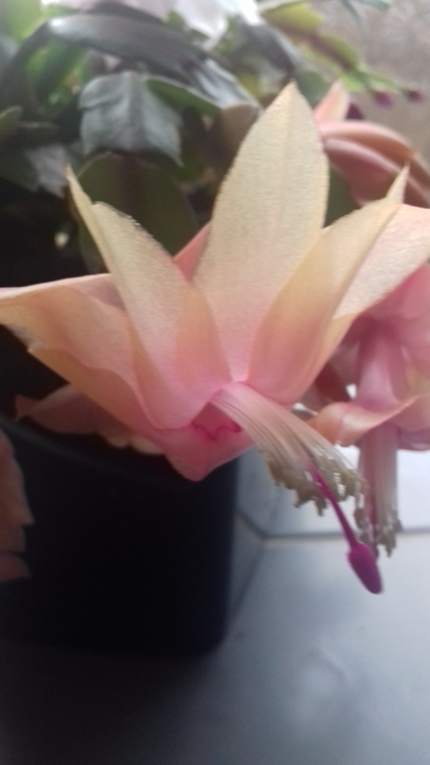 20181202_135541.jpg