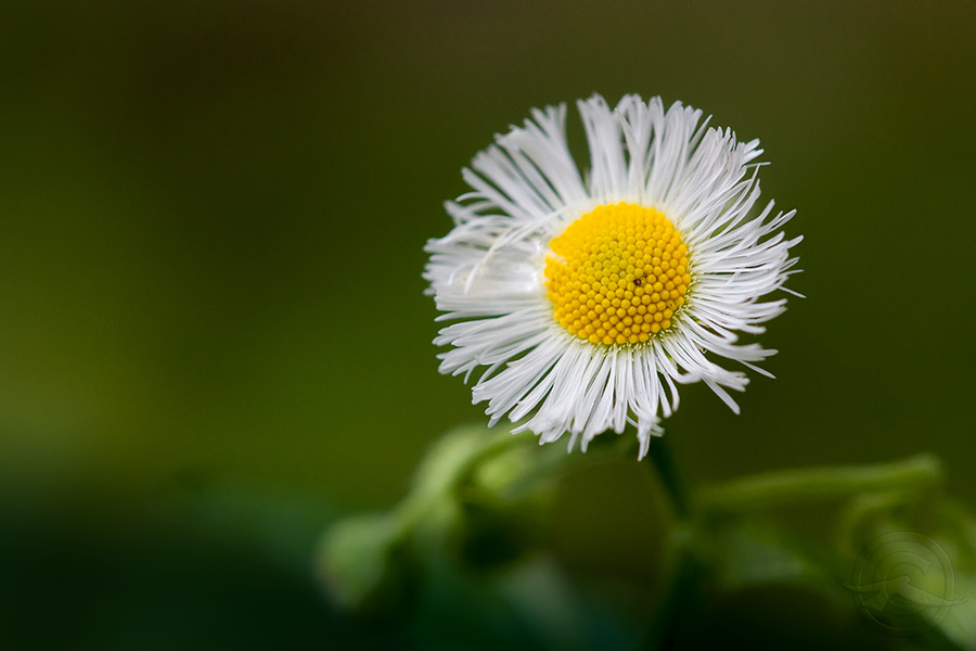 2018_IMG_1705_Fleabane_flower.jpg