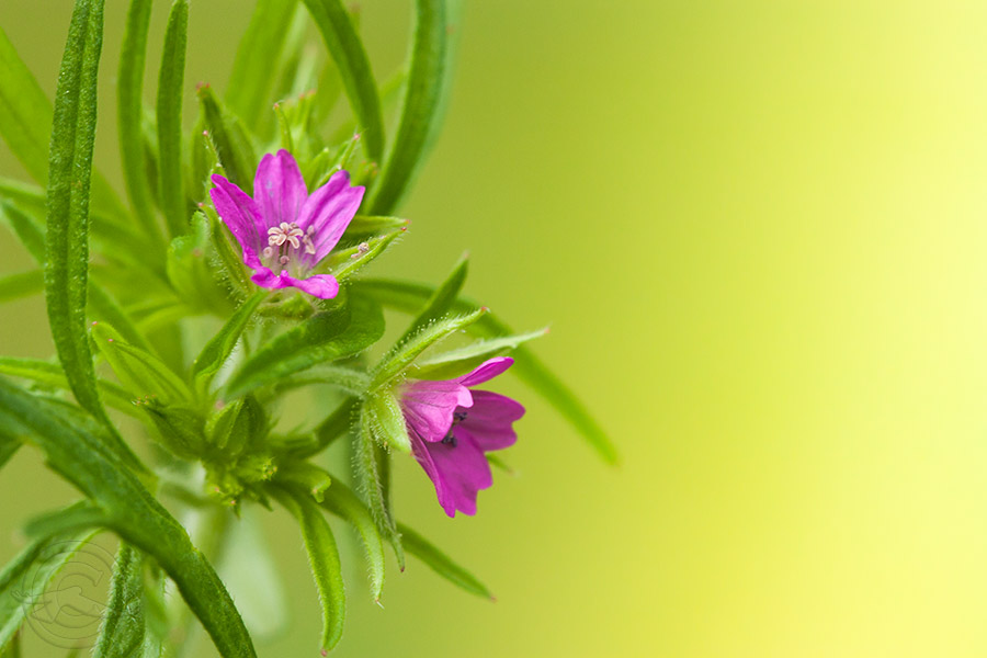 2018_IMG_1726_tiny_flower.jpg