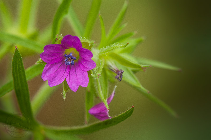 2018_IMG_1733_tiny_flower.jpg