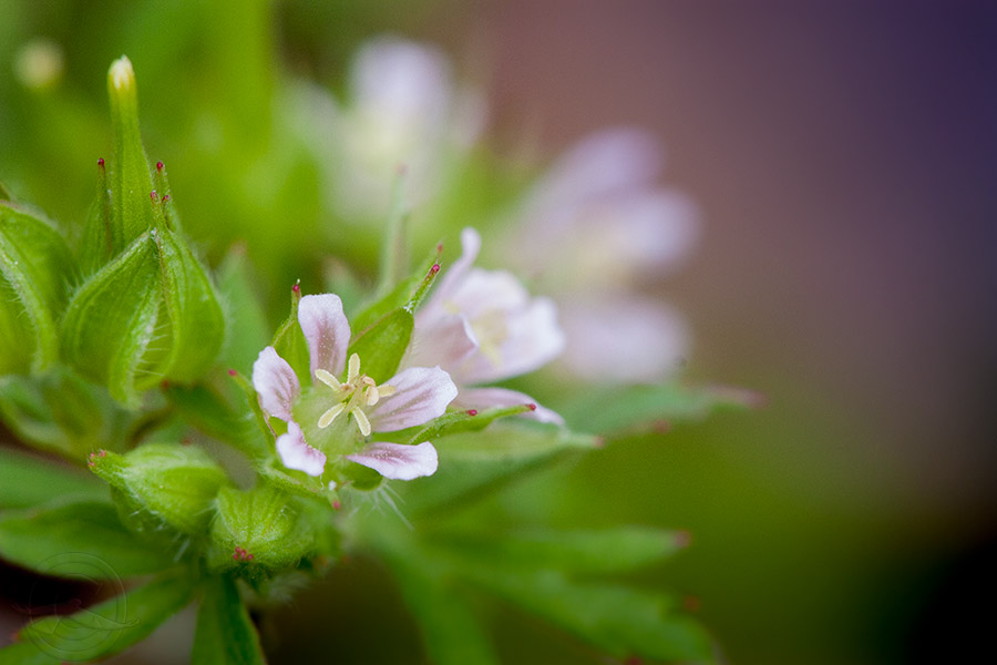 2018_IMG_1736_tiny_flower.jpg