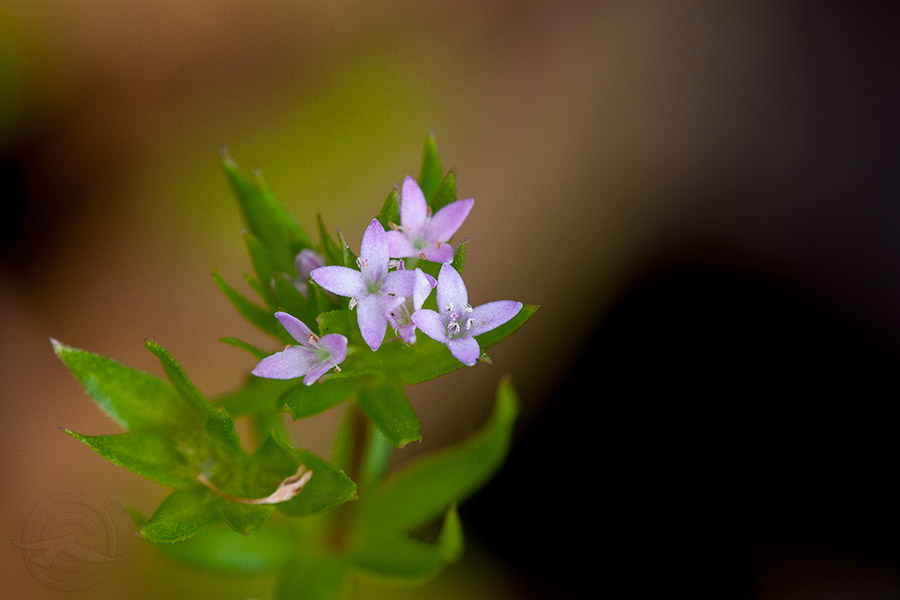 2018_IMG_1740_tiny_flower.jpg