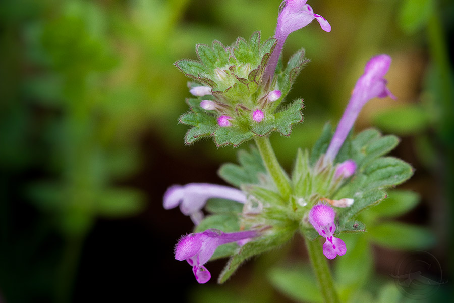 2018_IMG_1746_Henbit.jpg