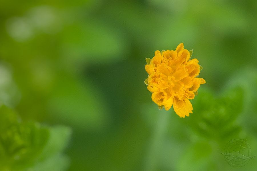 2018_IMG_1752_tiny_flower.jpg