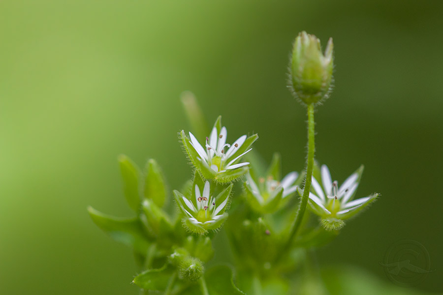 2018_IMG_1755_tiny_flower.jpg