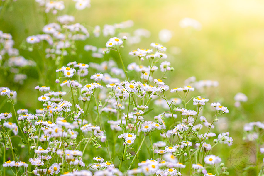 2018_IMG_1766_Fleabane.jpg