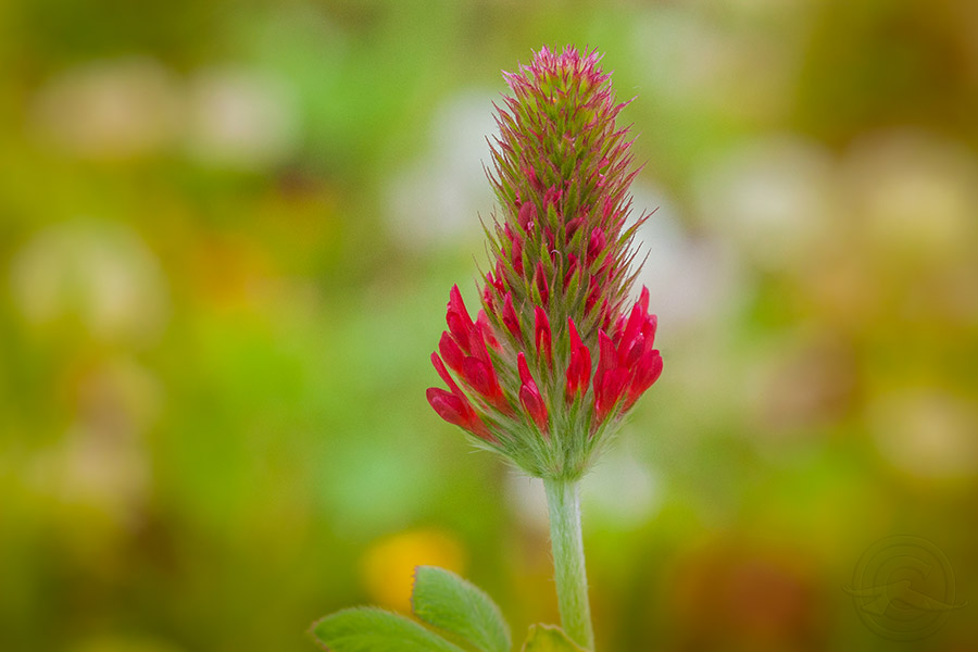 2018_IMG_1771_tiny_flower.jpg