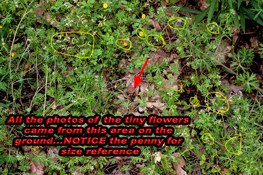 2018_IMG_1779_TinyFlowers.jpg